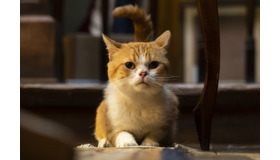 『耳をすませば』（C）柊あおい／集英社（C）2022『耳をすませば』製作委員会