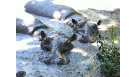 【MOVIEブログ】上映・動物園・JKT！