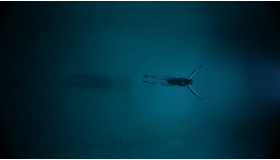 『ナイトスイム』© 2023 Universal Studios. All Rights Reserved.