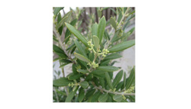 【雅子ブログ】GW中は、劇場で1本、DVDで5本