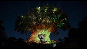 アニマルキングダムのナイトショーが『ライオン・キング：ムファサ』バージョンに！フロリダ WDW