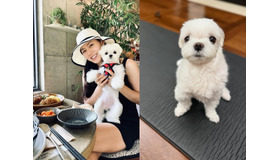 『愛の不時着』ソン・イェジン、愛犬とのささやかな日常に“ほっこり”。「おやつも食べたのに…」【PHOTO】