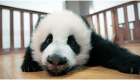 『パンダのすごい世界』