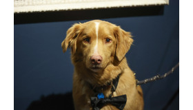 インディ（2025年のSXSWにて）Photo by Diego Donamaria/SXSW Conference & Festivals via Getty Images