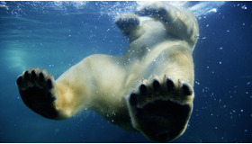 『アース』 -(C) BBC Worldwide 2007