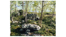 「森をひらくこと、T.O.D.A.」写真家・津田直の展覧会「NORTHERN FOREST」