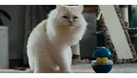 『猫たちと7000マイルの旅』©2025 Gray Hat Productions LLC All Rights Reserved