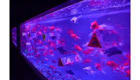 カレイドリウム