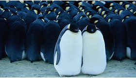 『皇帝ペンギン』　サブ２
