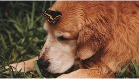 『トゥルーへの手紙』　メイン