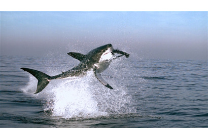 生命のドラマを描く『アース』　ドキュメンタリー史上最高興収を突破！ 画像