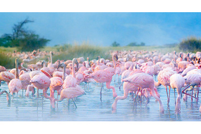 【シネマVOYAGE】圧倒的臨場感！　3Dで体感する贅沢な旅…『ネイチャー』 画像