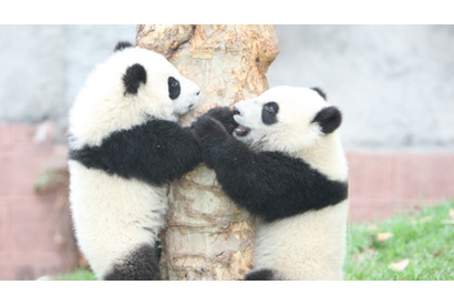 暑い夏を忘れて、しばし別世界へvol.1　現実を忘れる可愛さ『パンダフルライフ』 画像