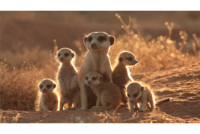 元気になれる動物映画vol.2　家族愛と勇気に涙！　カラハリ砂漠の小さな勇者 画像
