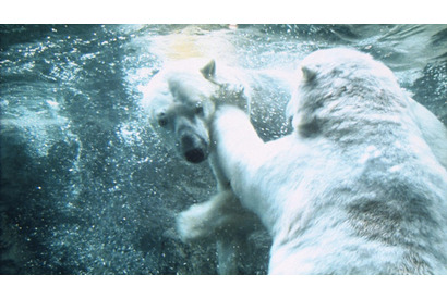 元気になれる動物映画vol.1　絶対行きたい！　逆境に打ち勝った日本最北の動物園 画像