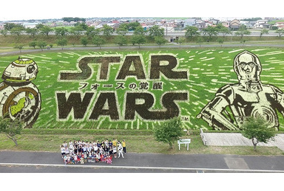 『スター・ウォーズ』田んぼアート、公式“見ごろ宣言”！ 世界へと発信 画像