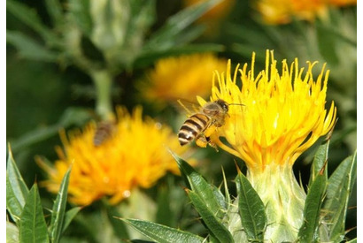 ミツバチの里づくりイベント開催！ハチミツのテイスティングも 画像