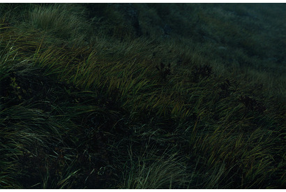 光、風、音…自然の調和を捉えた若手写真家・山崎泰治の写真展「SIGHT」 画像