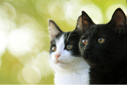 【ご招待】キャスト＆スタッフ登壇『猫なんかよんでもこない。』完成披露試写会 画像