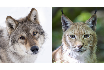 あなたはネコ科？イヌ科？『シーズンズ』から見る動物たちの社会構造の比較 画像