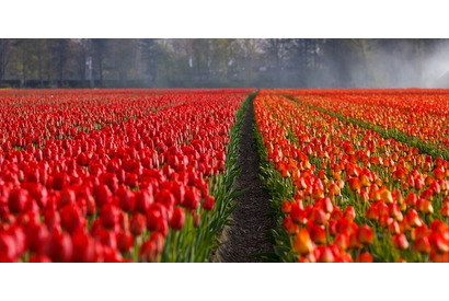 チューリップの摘み取り体験！オランダの1月16日は「チューリップの日」 画像