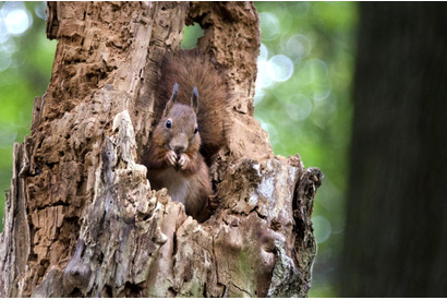 【特別映像】史上最もキュートなドングリ争奪戦！『シーズンズ 2万年の地球旅行』 画像