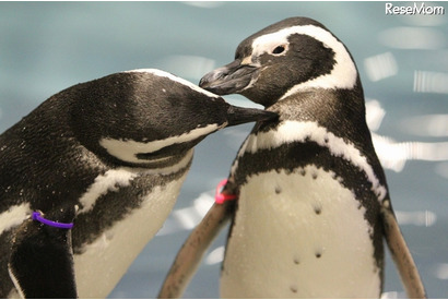 ペンギンも恋する季節到来！バレンタインは「すみだ水族館」で 画像