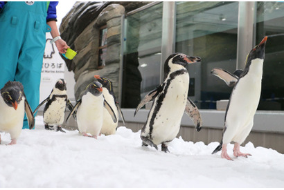 ペンギンをより身近に…「仙台うみの杜水族館」にて「ペンギン祭り」開催 画像