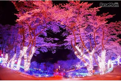 都心から1時間の荘厳“夜桜”体験！「さがみ湖夜桜イルミネーション」 画像