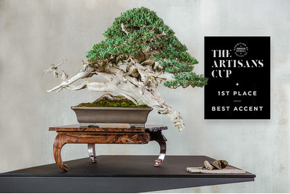 北アメリカ中心に広がる“盆栽”！次世代のアートとして世界へ再発信 画像