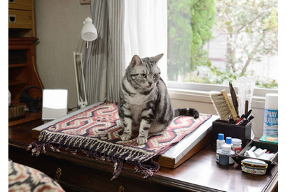 【特別映像】子猫たちも活躍!? 宮沢りえ主演「グーグーだって猫である2」オフ映像到着 画像