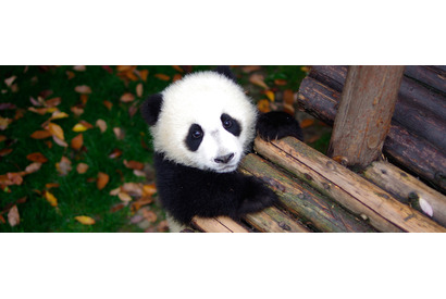 【プレゼント】「ぱんだぴあ日記～ユルふわパンダがいっぱい！～」オリジナルカレンダーを5名様 画像