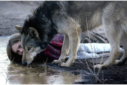 【特別映像】“イケメン”オオカミと美女が一触即発！『ワイルド わたしの中の獣』 画像