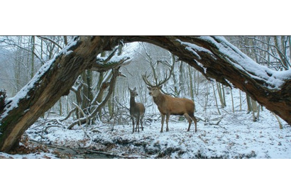 【MOVIEブログ】2017ベルリン映画祭 Day2 画像