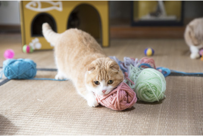 『ねこあつめの家』出演のスターねこ大集合！写真集「もふあつめ」が発売決定 画像