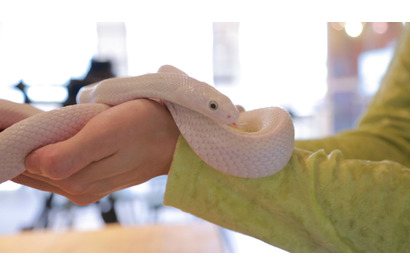 まさに動物カフェの究極版！ スネークカフェがブームになりそうな予感 画像