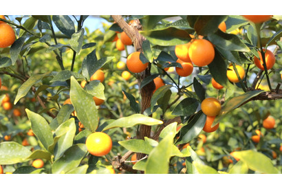 アレンジ自在！ ビタミンたっぷりの天然サプリ・完熟キンカン「たまたま」 画像