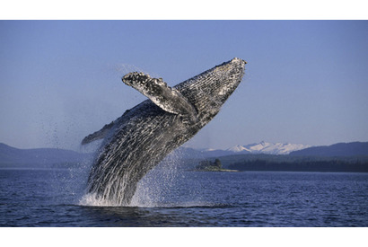 ザトウクジラが頭脳プレイで魚を追う！　　「BBC EARTH」本編映像が到着 画像