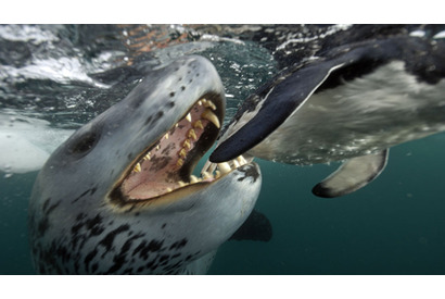 命の息吹、生の瞬間がここに！　「BBC EARTH ライフ」劇中写真を初公開 画像