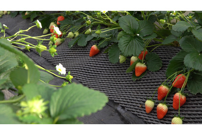 都心から2時間！ 「日光ストロベリーパーク」で旬のいちごを食べ尽くす 画像