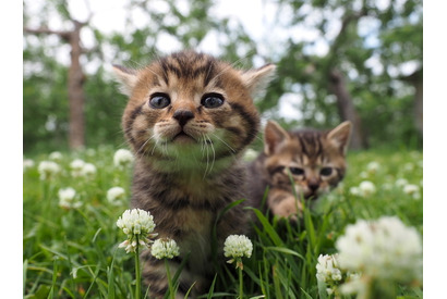 【予告編】吉岡里帆のナレ披露！岩合光昭が撮る世界のネコたちに「幸せが込み上げました」 画像