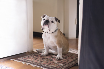 “愛すべき”俳優犬・ネリー、ブチャかわ独占写真＆映像公開！『パターソン』 画像