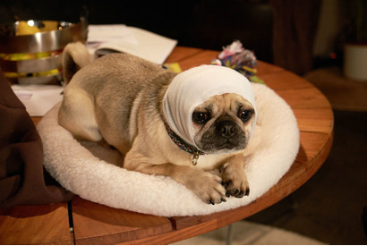 パグ犬の“ガンジー”、ホロコースト研究にひと役買う!?『ブルーム・オブ・イエスタデイ』 画像