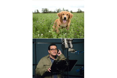 ジョシュ・ギャッド、箱ティッシュを手に大泣き！『僕のワンダフル・ライフ』 画像