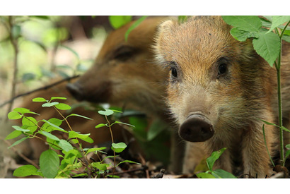 相葉雅紀、NHKスタッフによる国産自然ドキュメンタリー映画のナビゲーターに！ 画像