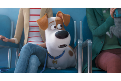 『ペット』最新作、2019年夏公開決定！ 新たな仲間が加わった日本版特報も 画像