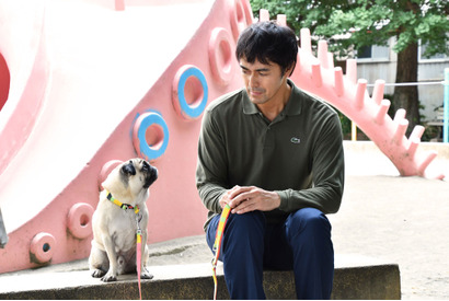 パグの“タツオ”に視聴者ざわめく…“名言”に感動の声も「まだ結婚できない男」3話 画像