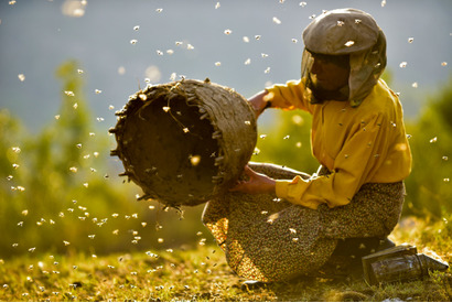 北マケドニアの女性養蜂家を追う…ドキュメンタリー『ハニーランド 永遠の谷』公開 画像