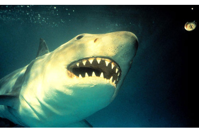 水族館に人食いザメが襲来、海洋パニックシリーズ第3弾…映画天国『ジョーズ3』 画像