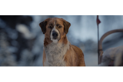 やんちゃな名犬バックの動きに注目『野性の呼び声』冒頭映像公開！ 特別アートのプレゼントキャンペーンも 画像